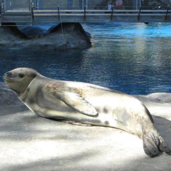 <b>Leopard Seal - Taronga August 2008</b>
