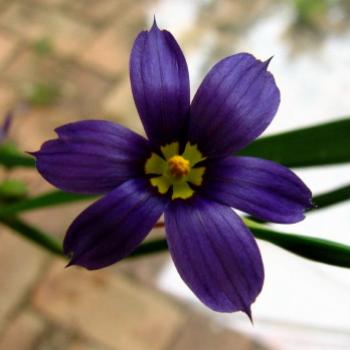 <b>0855 blue flower suburban Sydney Nov'08 Kate/Sydney</b>