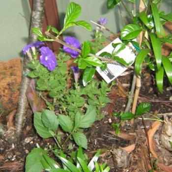 <b>Grandma's Garden by Leia then aged 5</b>