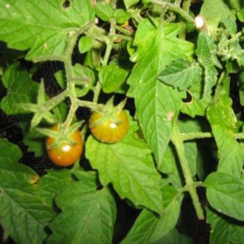 <b>Grandma's Tomatoes by Leia then aged 5</b>