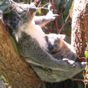 <b>In the Winter Sun Koala and Baby - Taronga August 2008</b>