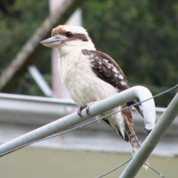 <b>0540 Kookaburra on the clothes line Hawkesbury River Nov'08 Kate/Sydney</b> <b>0540 Kookaburra on the clothes line Hawkesbury River Nov'08 Kate/Sydney</b>