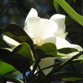 <b>0677 Southern Magnolia Magnolia grandiflora Magnoliaceae suburban Sydney Nov'08 Kate/Sydney</b> <b>0677 Southern Magnolia Magnolia grandiflora Magnoliaceae suburban Sydney Nov'08 Kate/Sydney</b>