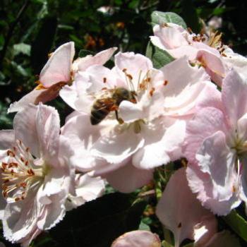 <b>0676 Crabapple Malus Rosaceae suburban Sydney Nov'08 Kate/Sydney</b> <b>0676 Crabapple Malus Rosaceae suburban Sydney Nov'08 Kate/Sydney</b>