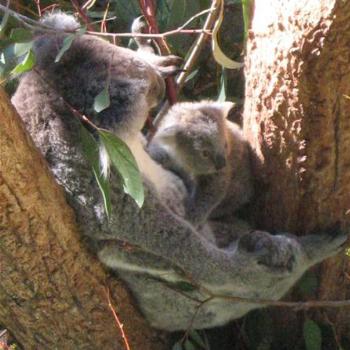 <b>Koala and Baby - Taronga August 2008</b>