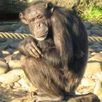 <b>Chimpanzee Mum - Taronga August 2008</b>