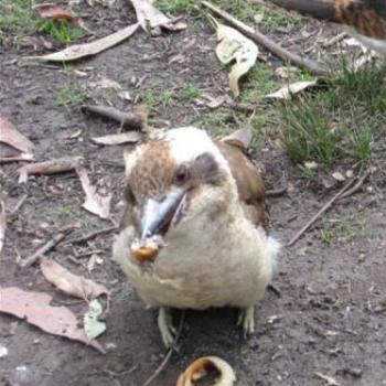 <b>The culprit incarnate!</b>