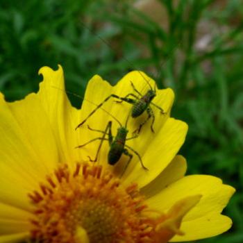 <b>0402 Coreopsis & katydid nymphs Hawkesbury River Nov'08 Kate/Sydney</b> <b>0402 Coreopsis & katydid nymphs Hawkesbury River Nov'08 Kate/Sydney</b>