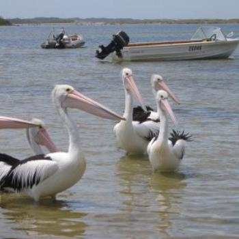 <b>Pelicans, Augusta, West Australia</b>