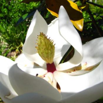 <b>0863 Magnolia grandiflora Southern Mag Bull Bay Tree Magnoliaceae suburban Sydney Nov'08 Kate/Sydney</b> <b>0863 Magnolia grandiflora Southern Mag Bull Bay Tree Magnoliaceae suburban Sydney Nov'08 Kate/Sydney</b>