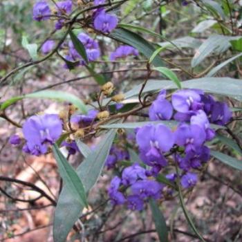 <b>Creeper, West Australia</b>