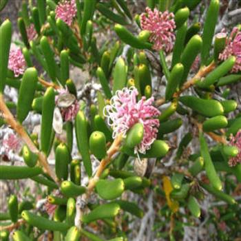 <b>Grevilleas, Esperance, West Australia</b>