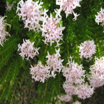 <b>Coastal Flora, Dunsborough, Western Australia</b>