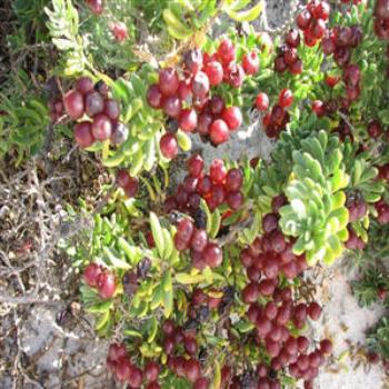 <b>Berries, Hopetoun, West Australia</b>