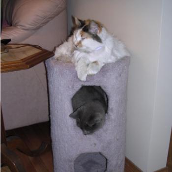<b>Calypso and Tinca, 2008</b>