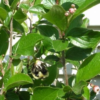 <b>Bumblebee on a cotoneaster</b>