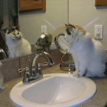 <b>Mirror, mirror on the wall...</b>