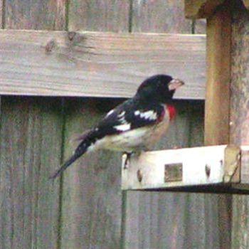 <b>Rose Breasted Grossbeak Sue/Ok</b>