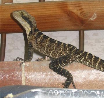 <b>Water Dragon on Water heater in inner Northern Sydney</b>