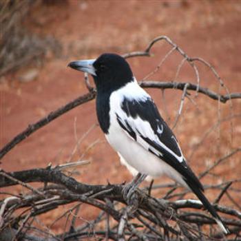 <b>Butcher Bird, Outback South Australia</b>