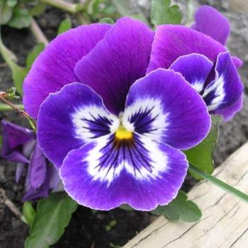 <b>Pansy, Viola tricolor (F. Violaceae)</b>