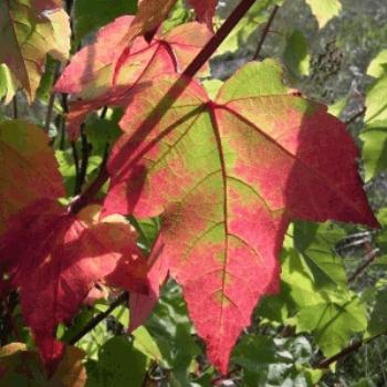 <b>Autumn change, northern Ontario, October 2008</b>