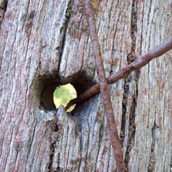<b>old post and rusty wire / dino</b>