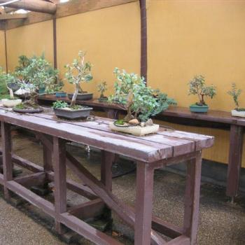 <b>Cowra Japanese Gardens - Bonsai - June 2009</b>