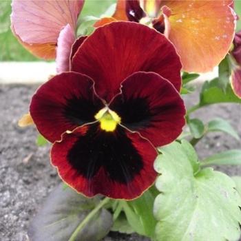 <b>Pansy, Viola tricolor hortensis (F. Violaceae)</b>