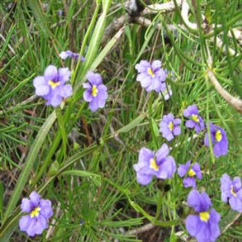 <b>Coastal Flora, Dunsborough, Western Australia</b>