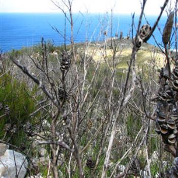 <b>Banksias, Fitzgerald National Park, West Australia</b>