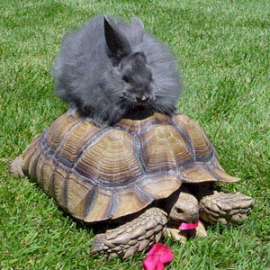 <b>Fluffy the Sulcata Tortoise and Bunny Friend</b>