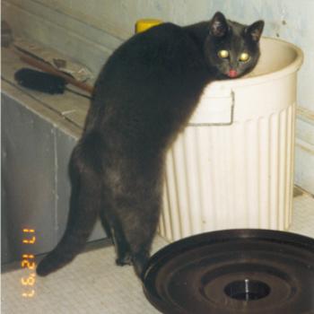 <b>Tinca caught in the act of raiding the cat chow.</b>