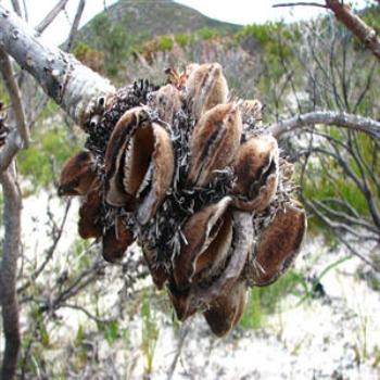 <b>Banksias, Fitzgerald National Park, West Australia</b>