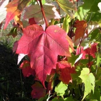 <b>Autumn colours, northern Ontario, October 2008</b>