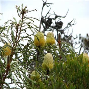 <b>Banksias, Hopetoun, West Australia</b>
