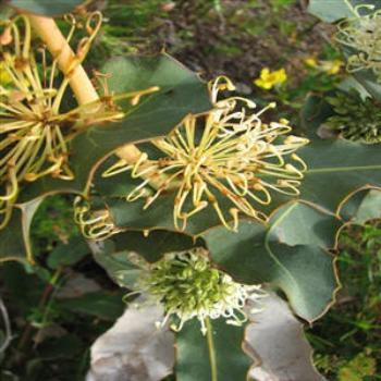 <b>Grevillea, Western Australia</b>