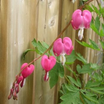 <b>Bleeding Heart, Dicentra spectabilis (F. Fumariaceae)</b>