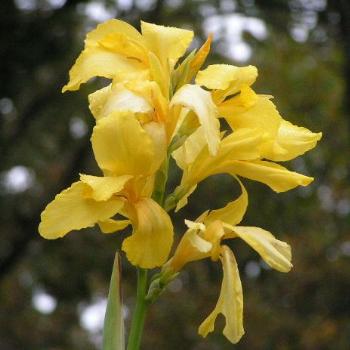 <b>Yellow Canna #05 Sue/Ok</b>