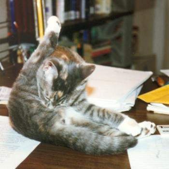<b>Stitches</b>