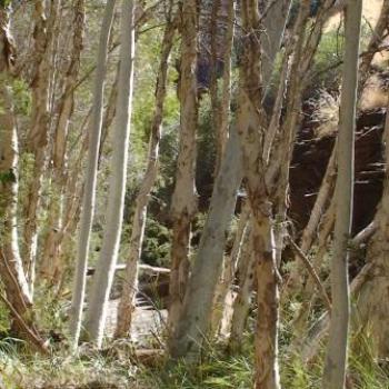 <b>Dales Gorge, Karijini National Park (Robin/Kalgoorlie)</b>