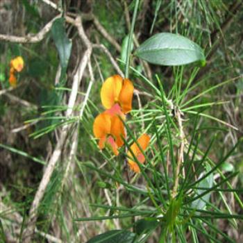 <b>Coastal Flora, Dunsborough, Western Australia</b>