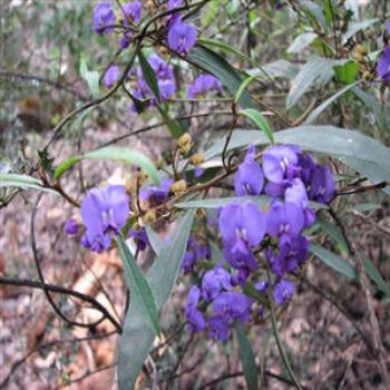 <b>Margaret River Flora, Western Australia</b>