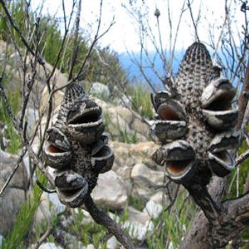 <b>Banksias, Hopetoun, West Australia</b>