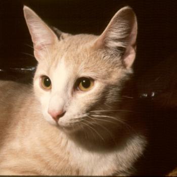 <b>Pipa</b>