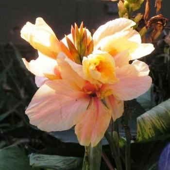 <b>Canna # 3 Sue/Ok</b>