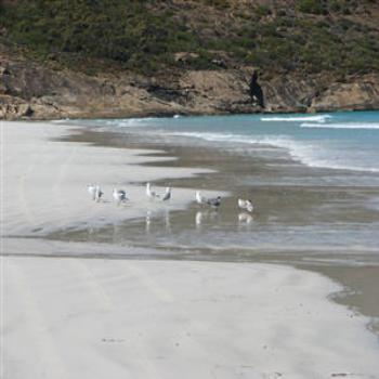<b>Seagulls, Cape Le Grand N.P., West Australia</b>