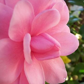 <b>June of Epping's camellia / dino</b>