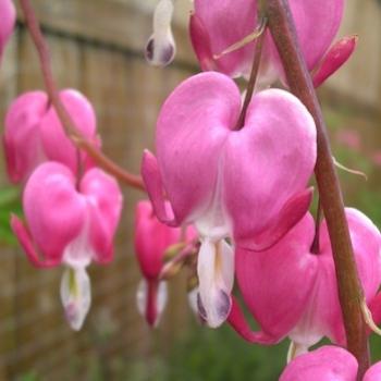 <b>Bleeding Heart, Dicentra spectabilis (F. Fumariaceae)</b>