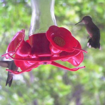 <b>Humming Birds feeding Sue/Ok</b>